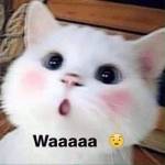 Trần Dần ở Trà Vinh, Trà Vinh - Vui vẻ hoà đồng thích fwb