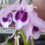 Vo nam ở Nha Trang, Khánh Hòa - Ko có j