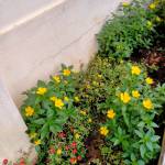 Mạnh Hồ ở Hàm Tân, Bình Thuận - Vui vẻ tươi cười