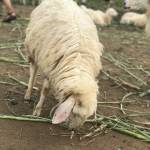 Nguyễn mạnh hoàng - tim ban trai da ly hon qua so dien thoai