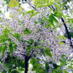 Hoàng Nguy ở An Dương, Hải Phòng - Chân thành