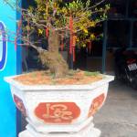 Pham hieu thien - tim ban trai da ly hon qua so dien thoai