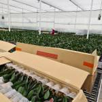 Manh ở Chí Linh, Hải Dương - Yếu