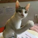 Tiến ở Gò Vấp, TP Hồ Chí Minh - Hơi nhạt