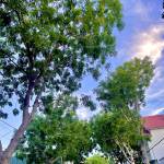 Nguyễn tra ở Vũng Tàu, Bà Rịa - Vũng Tàu - Vui vẻ