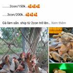 Nhựt ở Gò Công Đông, Tiền Giang - Ok vui vẽ