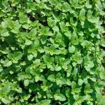 Voicon ở Hoàng Mai, Hà Nội - Chân thành