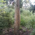 sơn ở Buôn Ma Thuột, Đắk Lắk - tôi độc thân sdt 0366433834