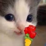 minh chinh ở Hai Bà Trưng, Hà Nội - zui zẻ hok quạo