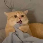 Minh Mink ở Hai Bà Trưng, Hà Nội - Khum có gì để nói . Vừa péo vừ