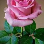 Lien - tìm bạn gái đã ly dị chồng