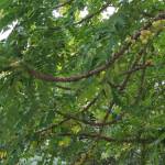 Nguyễn kha ở Phú Riềng, Bình Phước - Nguyễn khang sn:1988