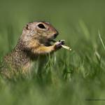 A Yi ở Long Biên, Hà Nội - Không