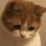 tim ban gay top bot hiếu