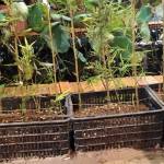 Long ở Xuân Lộc, Đồng Nai - Jdjjc