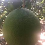 Anh vu ở Chợ Gạo, Tiền Giang - Tôi sống ở tiền giang hiện tại