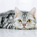 tommy ở Ngô Quyền, Hải Phòng - đang là sinh viên muốn tìm ngư