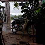 Cong ở Di Linh, Lâm Đồng - Dam