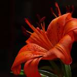 Tu Anh ở Tân Phú, TP Hồ Chí Minh - NA