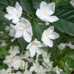 Phuongphuo ở Tân Uyên, Bình Dương - Cân tim chị e gai quan hệ khon