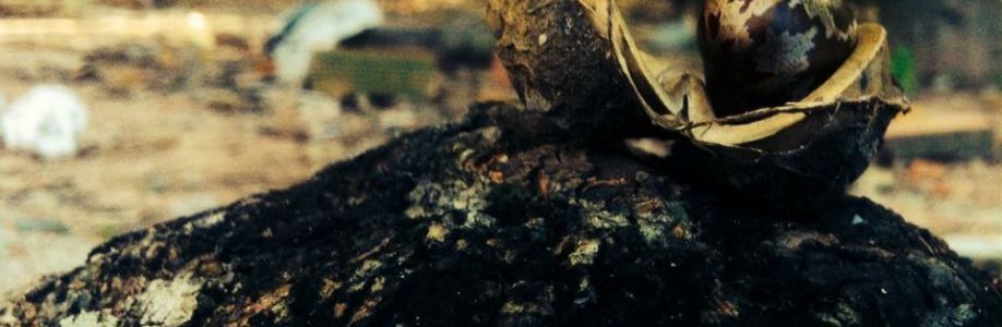 Nguyễn Cover Image