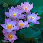 Nam ở Sơn Trà, Đà Nẵng - Hoà đồng, vui vẻ