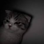 Nguyễn Lê  ở Việt Yên, Bắc Giang - mê tập gym và thể thao , muốn 