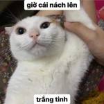 khang ở Quận 5, TP Hồ Chí Minh - sdt zl 0703220971