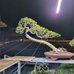 Thanh ở Hoài Nhơn, Bình Định - Vui ve