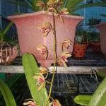 Kiên ở Bình Tân, TP Hồ Chí Minh - Ok