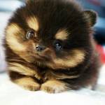 nguyễn chấ ở Ba Đồn, Quảng Bình - độc thân