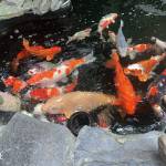 Trọng - tim ban trai da ly hon qua so dien thoai