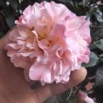 Anh Quân đang tìm bạn hẹn hò qua mạng