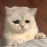 Minh Nhật ở Tân Phú, TP Hồ Chí Minh - Hòa đồng, dễ tính, khá chu đáo