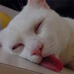 Toàn ở Quận 5, TP Hồ Chí Minh - Đẹp troai and khoai to, 1m71 .