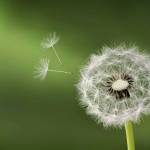 I don' ở Củ Chi, TP Hồ Chí Minh - ..