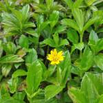 Bon ở Điện Bàn, Quảng Nam - Kín đáo, lịch sự.