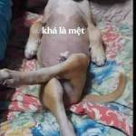 mít ở Đồng Xoài, Bình Phước - ......