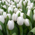 Cúc ở Quận 12, TP Hồ Chí Minh - Hướng nội, tìm người tâm sự và