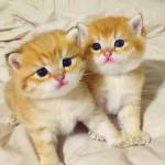 Nguyen tien dat - tim ban trai da ly hon qua so dien thoai