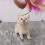 Trieu phon ở Biên Hoà, Đồng Nai - Hi