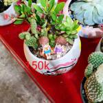 Thủy ở Đức Hòa, Long An - Thích sự chân thật