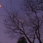 Hoa ở Bình Tân, TP Hồ Chí Minh - …