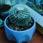 phú ở Ninh Hòa, Khánh Hòa - thích học đánh vần