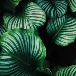 Son ở Quảng Trị, Quảng Trị - Ok