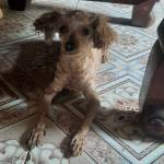 Nguyen vu ở Tam Điệp, Ninh Bình - Độc thân vui vẻ