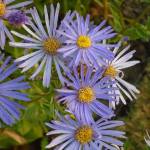 KIM  THẠCH ở Sơn Trà, Đà Nẵng - nghiêm túc , hiền . ăn chay tr