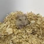 Nam ở Quận 12, TP Hồ Chí Minh - hi