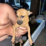 Nhân ở Long Điền, Bà Rịa - Vũng Tàu - Tìm ons vui vẻ lịch sự yêu chu