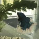 Tran quang ở Phú Nhuận, TP Hồ Chí Minh - Ưa nhìn